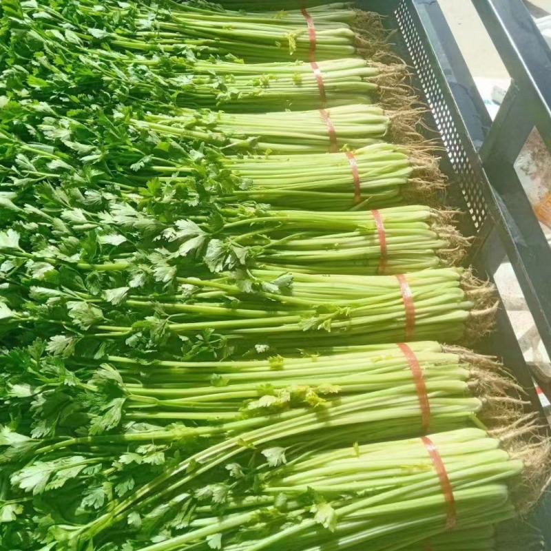 甘肃精品芹菜，大量供应，产地一手货源，品质保证，量大从优