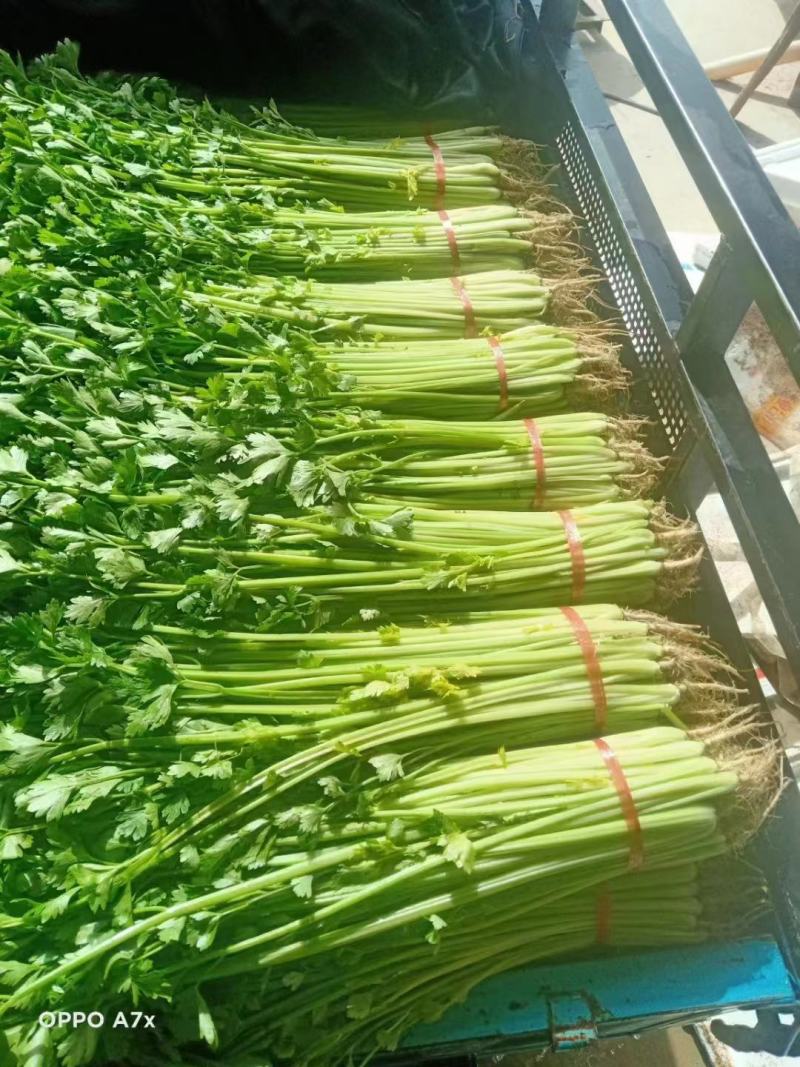 甘肃精品芹菜，大量供应，产地一手货源，品质保证，量大从优