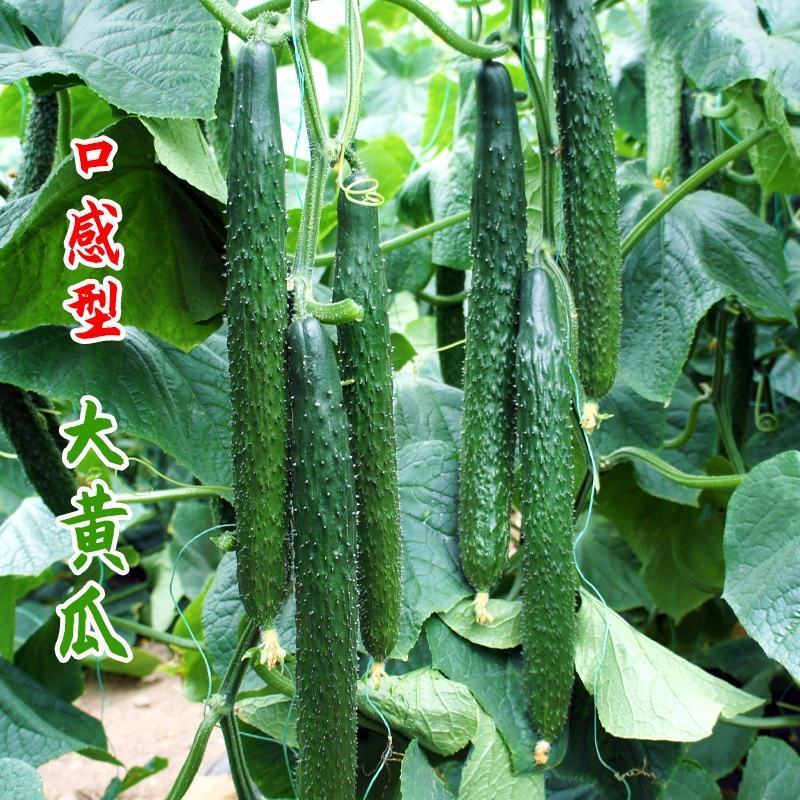 百思特908黄瓜种子特长油亮绿密刺水果种籽四季高产阳台