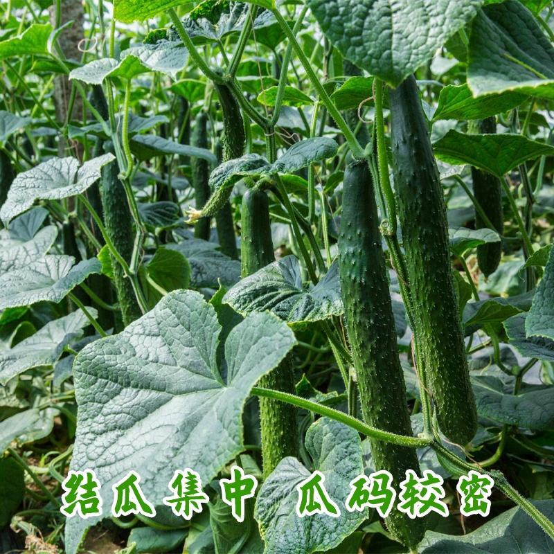百思特908黄瓜种子特长油亮绿密刺水果种籽四季高产阳台