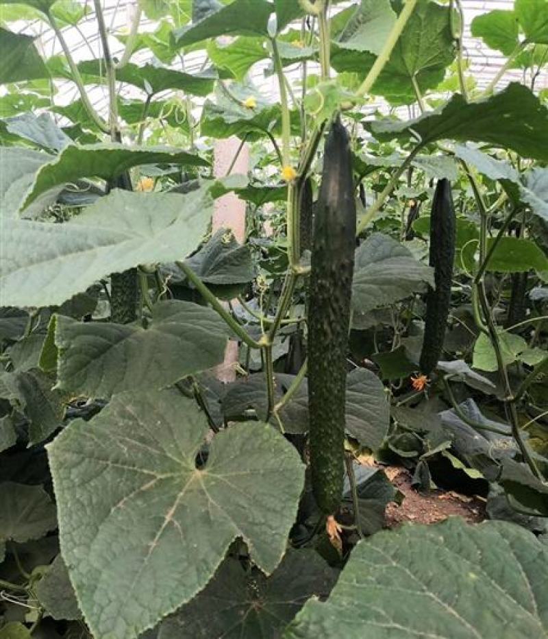 百思特908黄瓜种子特长油亮绿密刺水果种籽四季高产阳台