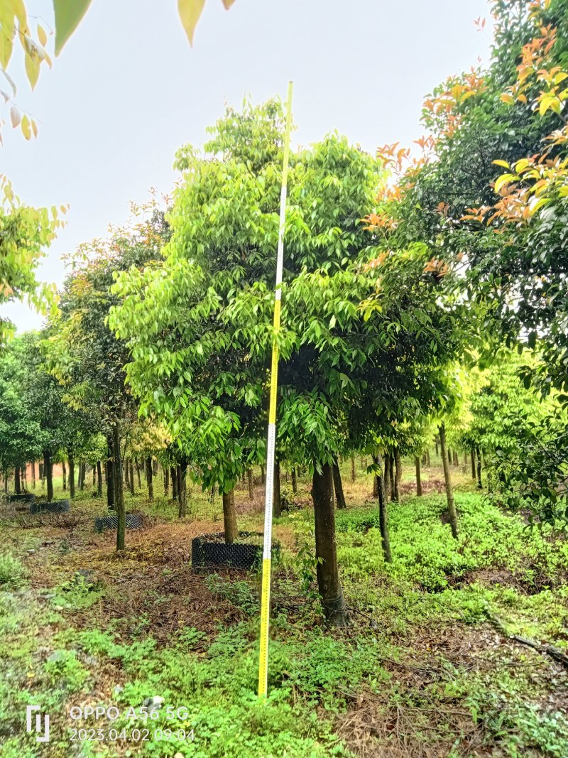 供应大量阴香树