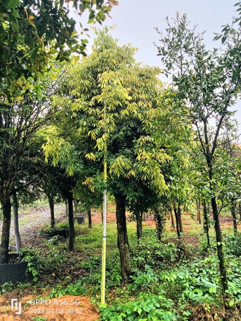 供应大量阴香树