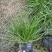 水生植物
