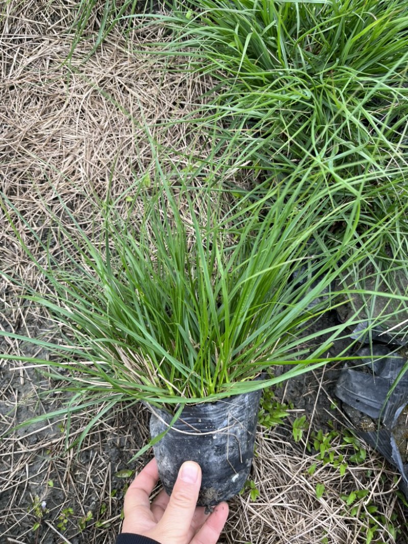 水生植物