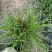 水生植物