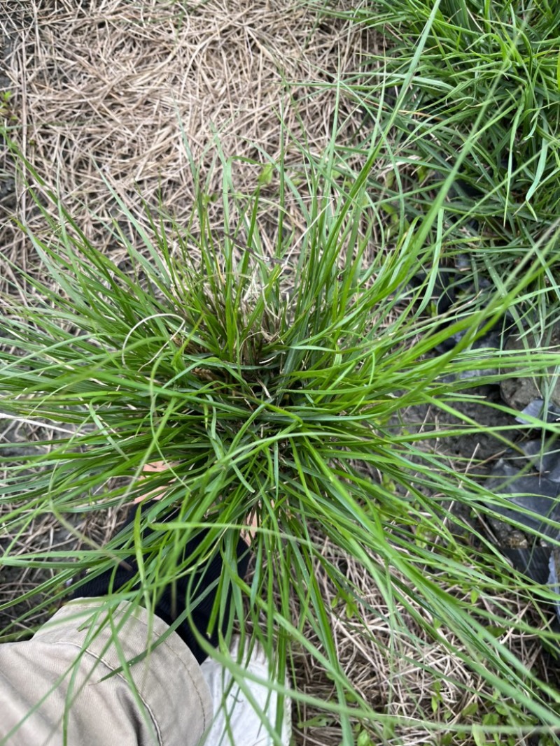 水生植物