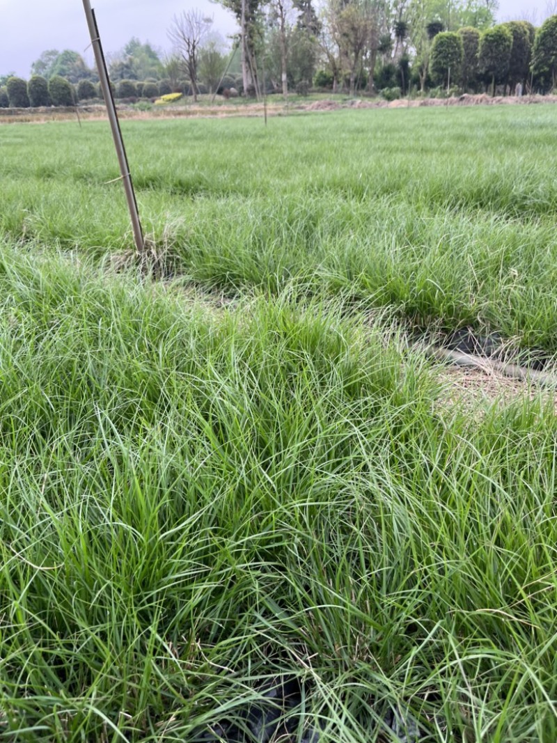 水生植物