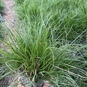 水生植物