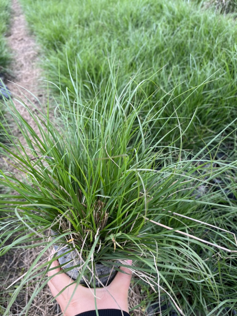 水生植物