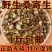 正品新货野生桑寄生片茶500g克槲寄生干精选无硫天然中草