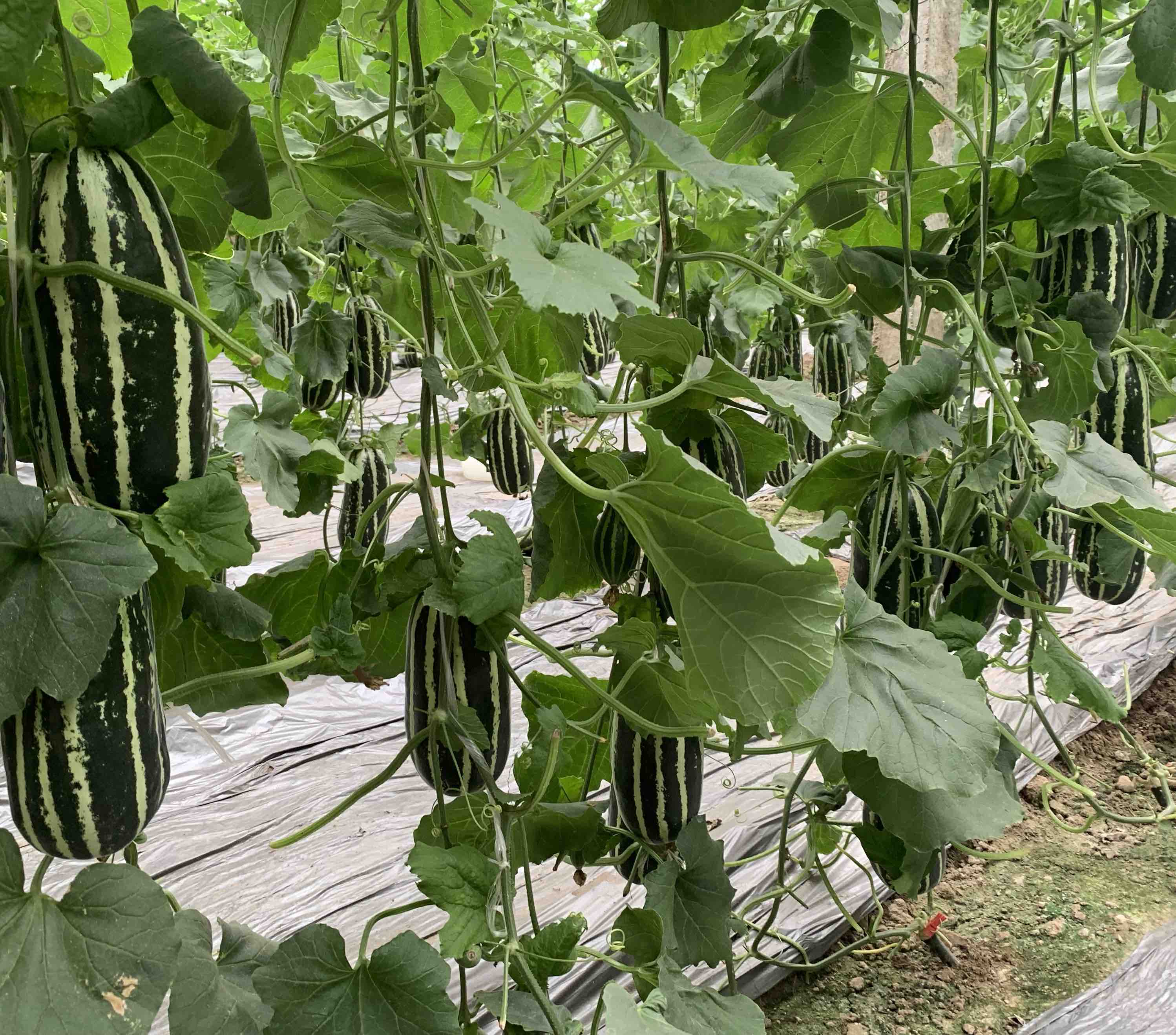 成熟的博洋八号甜瓜果实展示 甜瓜成熟果实特写