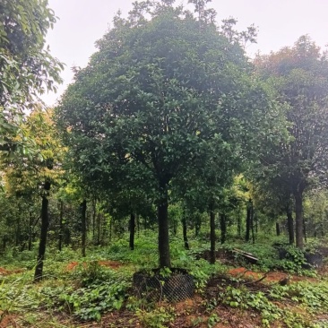 供应大量桂花树