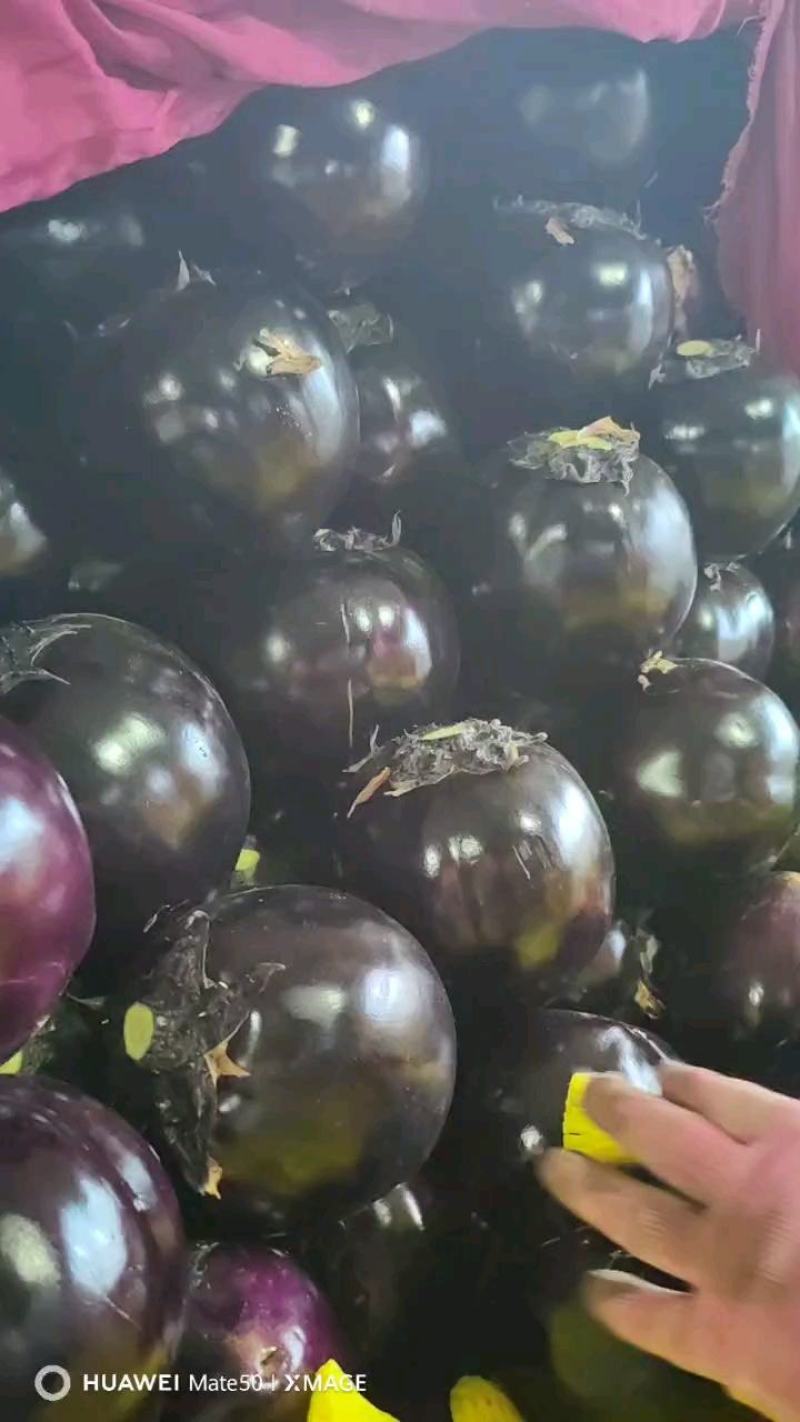 山东聊城紫光圆茄大量上市，都是刚开园的，货多量大，质量优