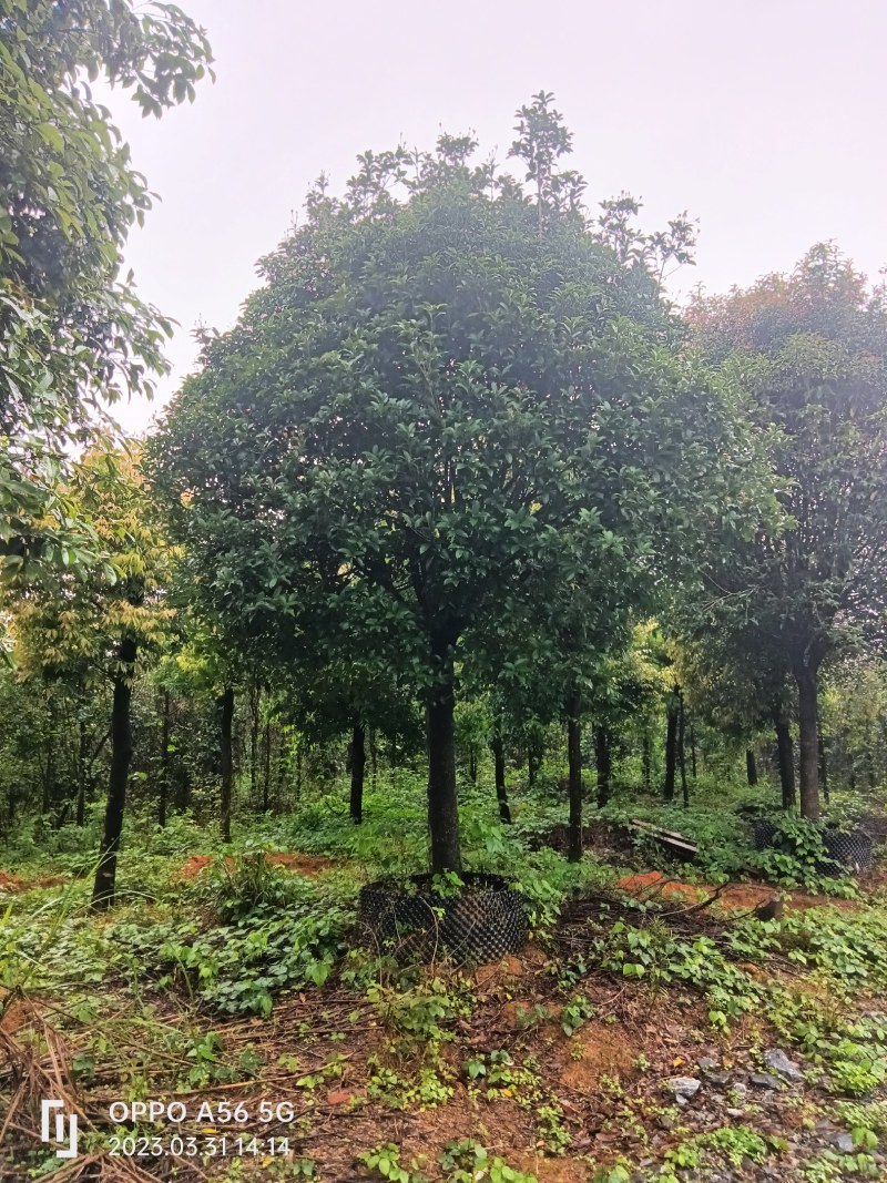 供应大量桂花树
