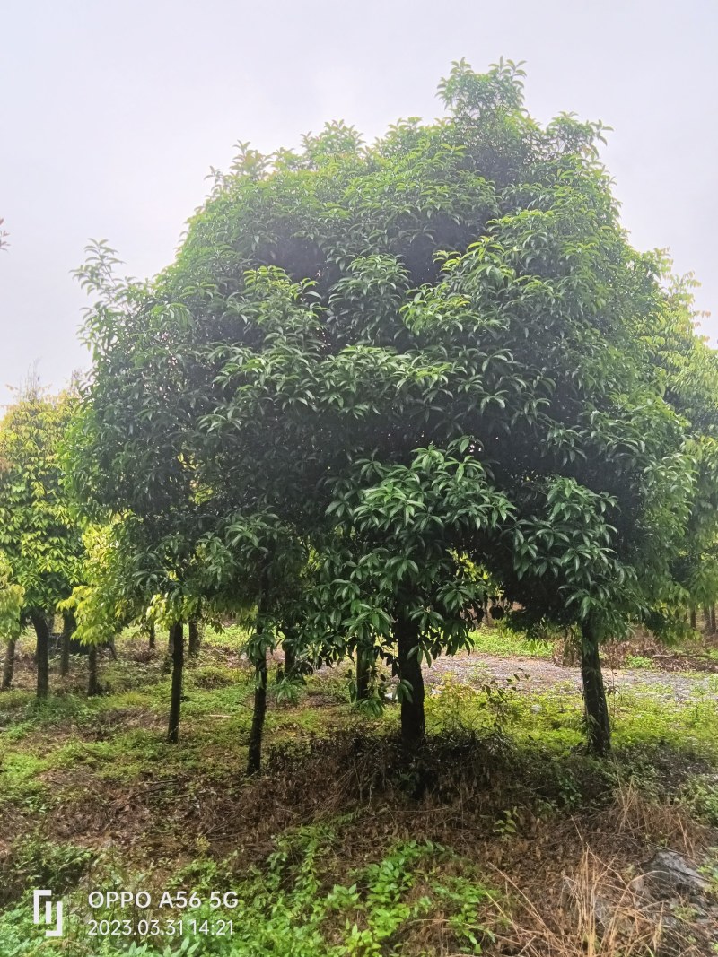 供应大量桂花树