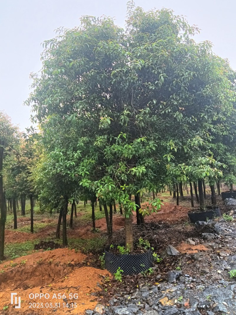 供应大量桂花树