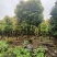 供应大量桂花树