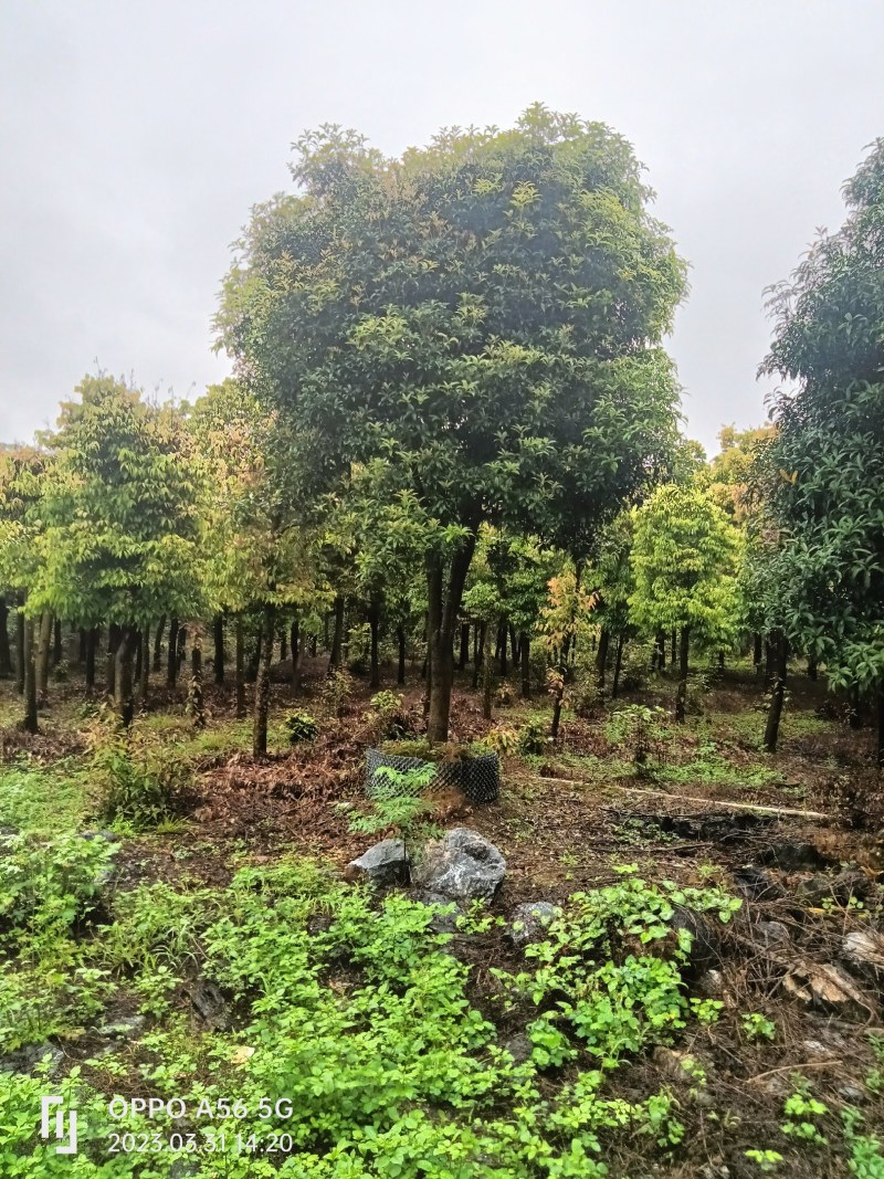供应大量桂花树