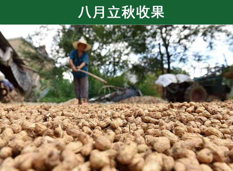 生花生带壳自己家的干花生农家自产2021白壳果大皮薄