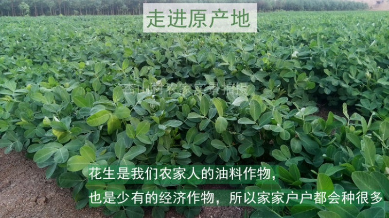 生花生带壳自己家的干花生农家自产2021白壳果大皮薄