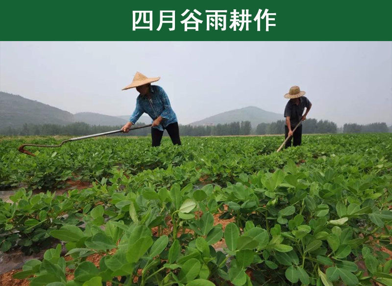 生花生带壳自己家的干花生农家自产2021白壳果大皮薄