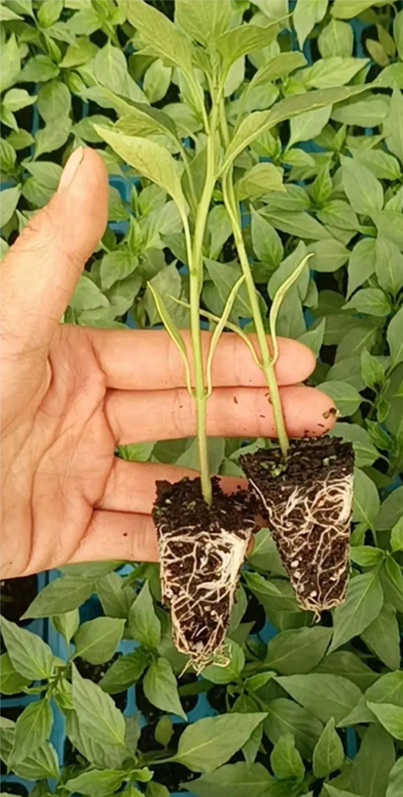 《辣椒苗》抗病性强，成活率高，基地直发，欢迎各大老板前来