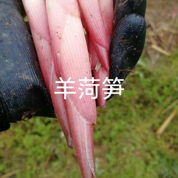 阳菏笋