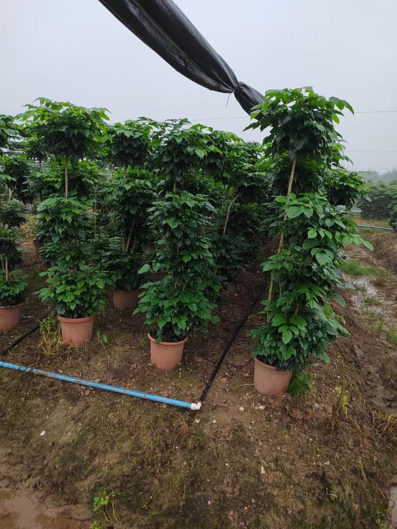 辫子多层幸福树绿宝盆栽基地直发