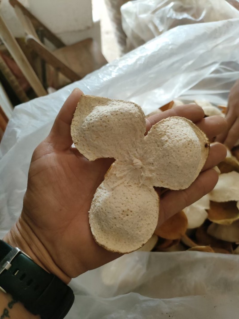 陈皮，小柑胎，