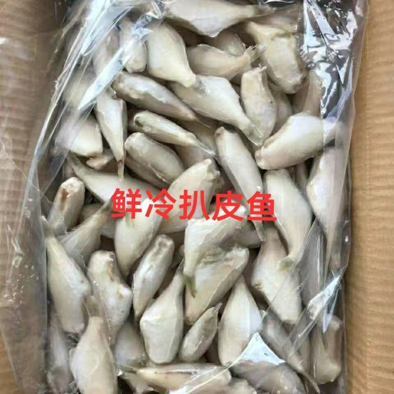 扒皮鱼新鲜小耗儿鱼冷冻马面鱼白尾剥皮鱼火锅烧烤食材批发