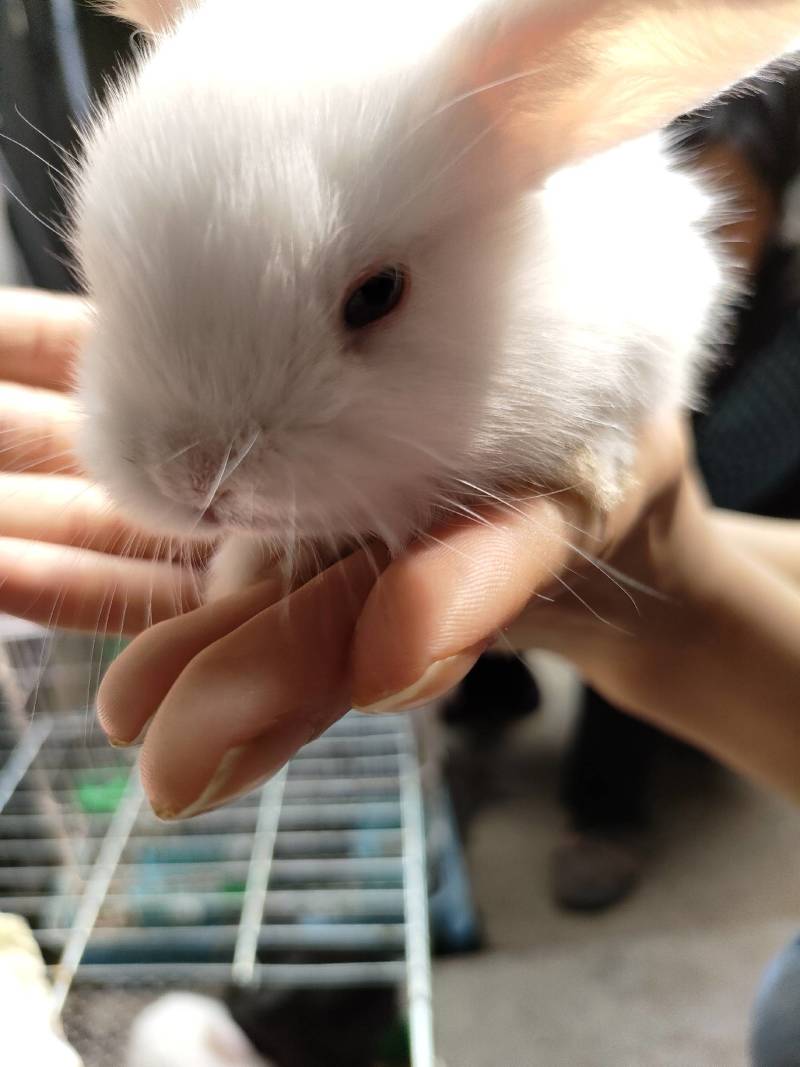 垂耳兔