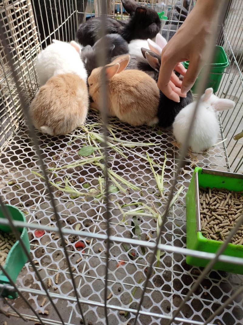 垂耳兔