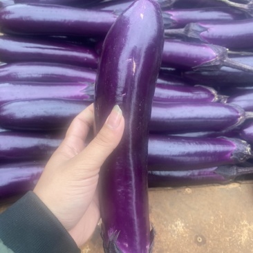 湛江蔬菜、紫长茄、茄子🍆、货源充足、量大质优