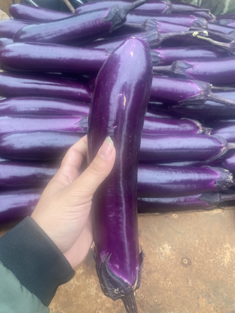 湛江蔬菜、紫长茄、茄子🍆、货源充足、量大质优
