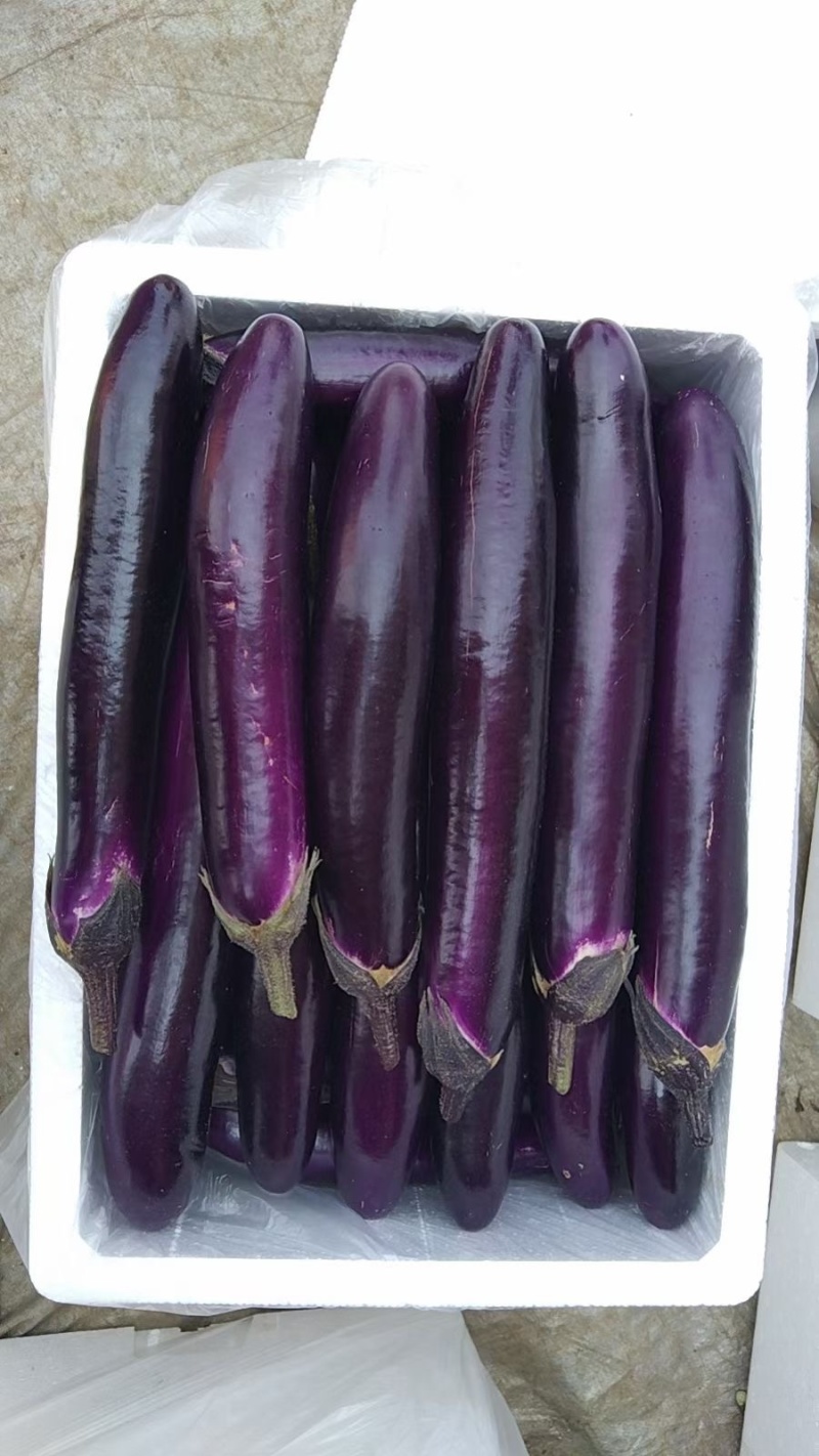 湛江蔬菜、紫长茄、茄子🍆、货源充足、量大质优