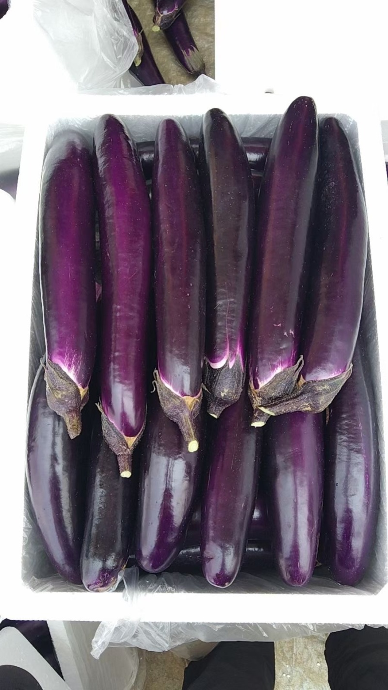 湛江蔬菜、紫长茄、茄子🍆、货源充足、量大质优