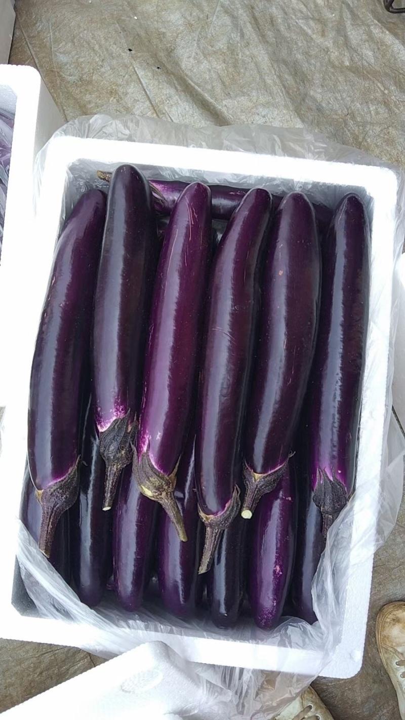 湛江蔬菜、紫长茄、茄子🍆、货源充足、量大质优