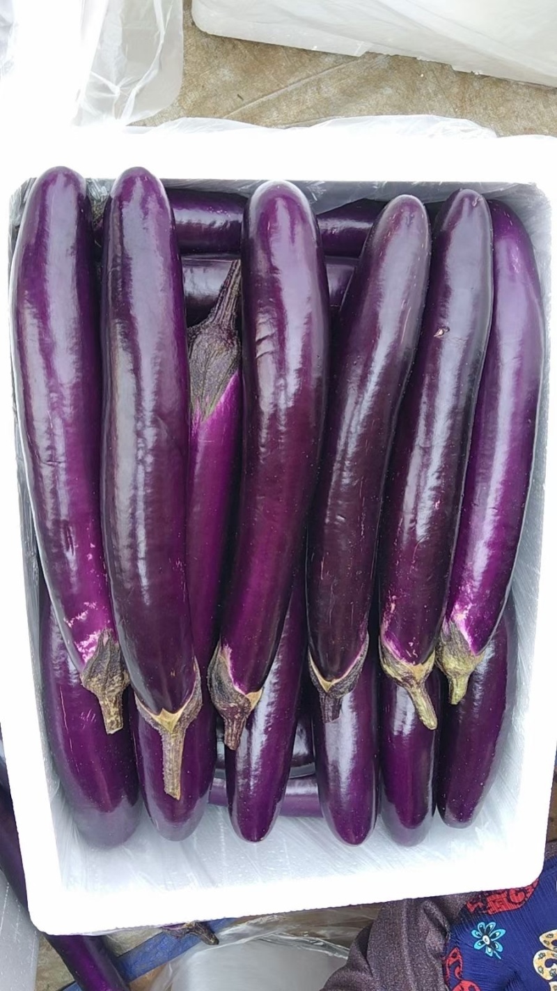 湛江蔬菜、紫长茄、茄子🍆、货源充足、量大质优