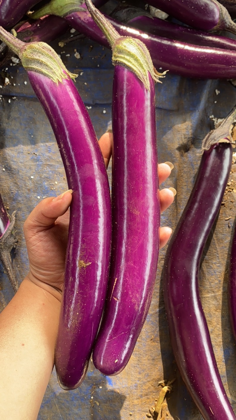 湛江蔬菜、紫长茄、茄子🍆、货源充足、量大质优