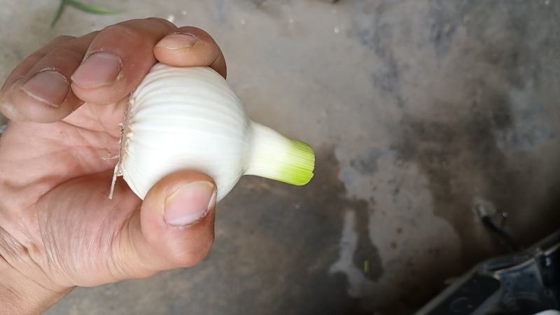 鲜蒜