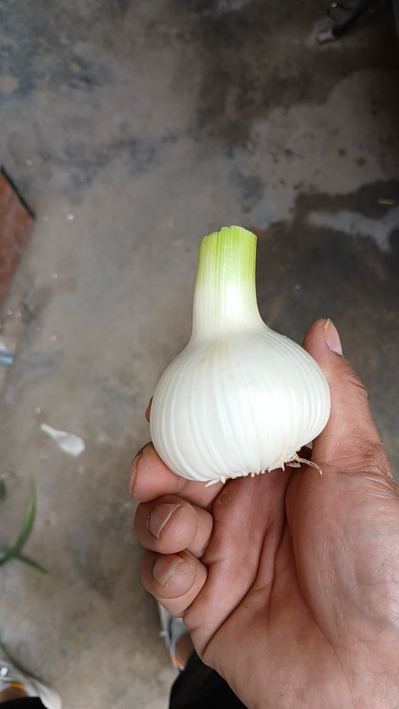 鲜蒜