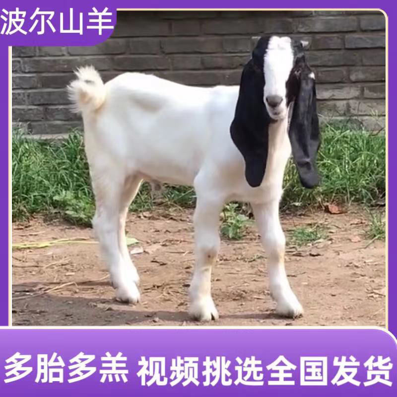 波尔山羊羊羔怀孕母羊货到付款买5送一全国包邮送货