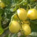 精品绿宝甜瓜，原产地货源，质量保证，对接大型批发商
