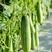 好特川绿十一号黄瓜种子无苦味绿白黄瓜早熟高产春季田园蔬菜