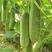 好特川绿十一号黄瓜种子无苦味绿白黄瓜早熟高产春季田园蔬菜