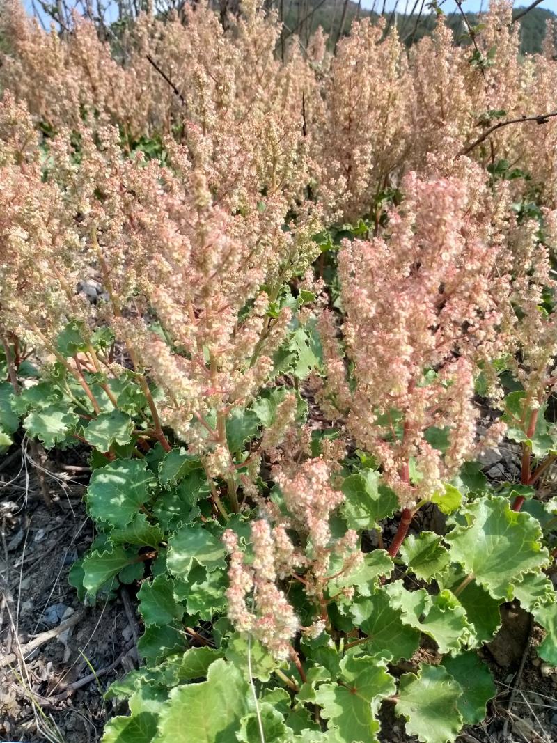 贵州野菜刺儿菜，贵州中华山蓼