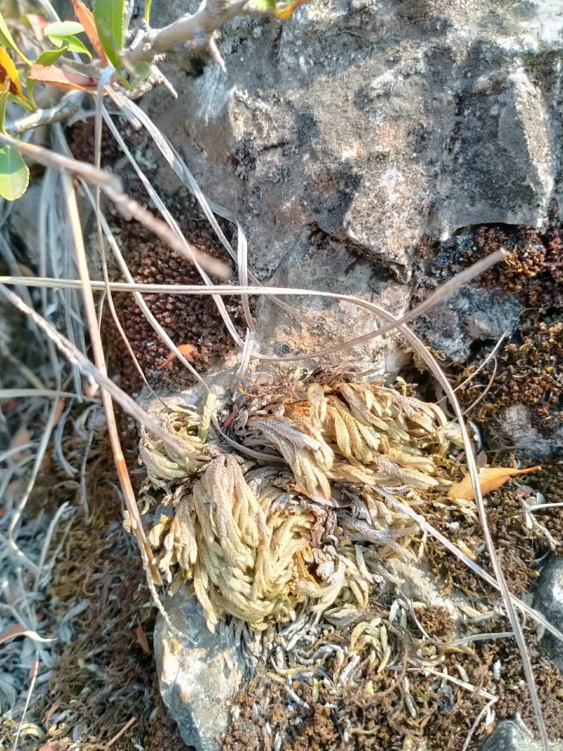 贵州野菜刺儿菜，贵州中华山蓼