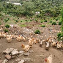 农村散养160天酵素鸡、三黄鸡