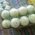 精品蜜露甜瓜，量大从优，各种规格都有，山东发货，欢迎咨询